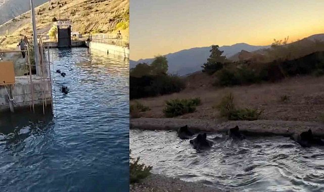 Sulama kanalında akıntıya kapılan domuz sürüsü ilginç görüntü oluşturdu