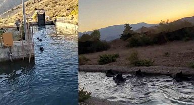 Sulama kanalında akıntıya kapılan domuz sürüsü ilginç görüntü oluşturdu