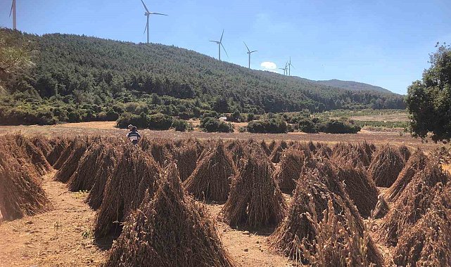 Susamda hasat zamanı yaklaşıyor