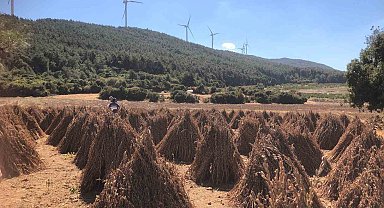 Susamda hasat zamanı yaklaşıyor