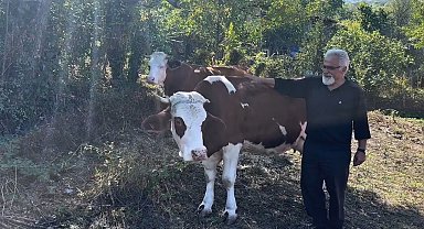 Süt sığırcılığı yapan ailelere 4 milyon 476 bin TL destek