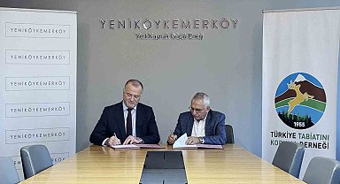 Taşınan zeytin ağaçlarını TTKD izleyecek