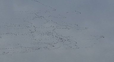 Tekirdağ'da gökyüzünde leylek şöleni