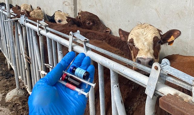 Tekirdağ'da ithal besilik danalara karantina süreci