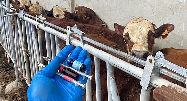 Tekirdağ'da ithal besilik danalara karantina süreci