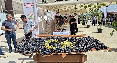Tekirdağ'da üzüm şöleni: Onlarca yeni çeşit tanıtıldı
