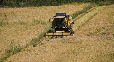 Tescilli Tosya pirincinin hasadı başladı