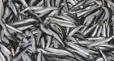 Tezgahların gözdesi 'hamsi'