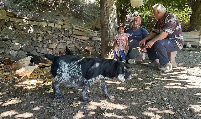 Tilkiler kümeslere dadandı, aileler gündüz nöbette