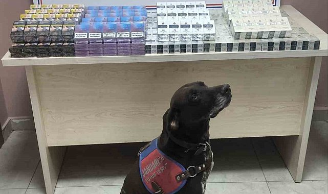 Tırdan 560 paket kaçak sigara ele geçirildi: 1 gözaltı