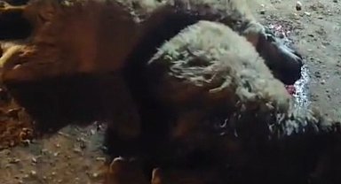 Tırın çarptığı 13 küçükbaş hayvan telef oldu