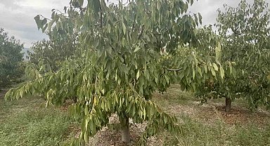 Tokat'ın özel kirazı ürün vermedi, 5 milyon dolarlık kayıp yaşandı