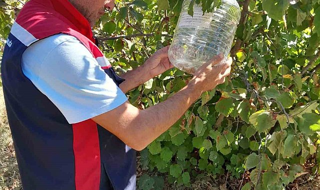 Tokat'ta ürün kayıplarını önlemek için feromon tuzakları devrede