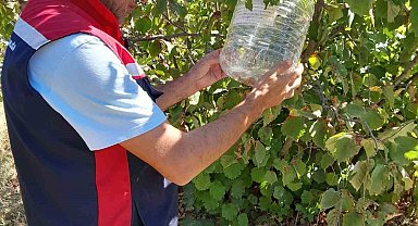 Tokat'ta ürün kayıplarını önlemek için feromon tuzakları devrede