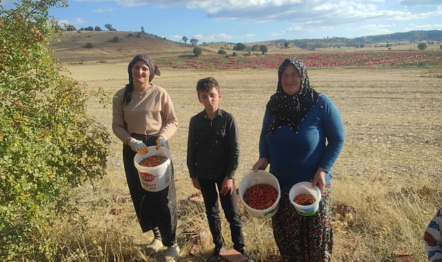 Toplaması zahmetli şifası saymakla bitmiyor