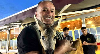 Trabzon'un sevimli karacası 'Pınar' sığındığı işletmenin maskotu haline geldi