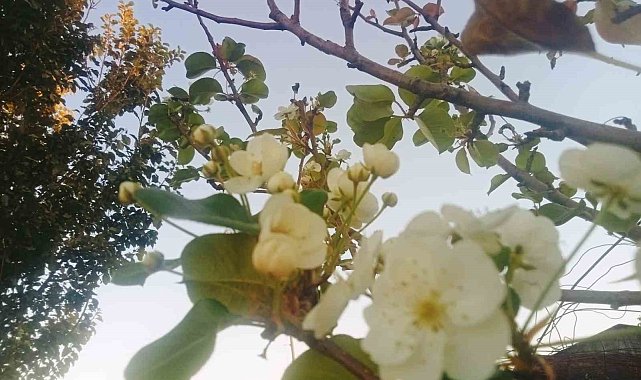 Tunceli'de çiçek açan armut ağacı şaşırttı