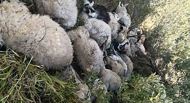 Tunceli'de koyun izdihamı: 29 hayvan telef oldu