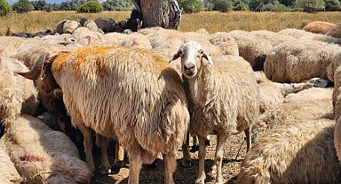 Tunceli'de şap hastalığı nedeniyle uygulanan hayvan hareket kısıtlamaları kaldırıldı