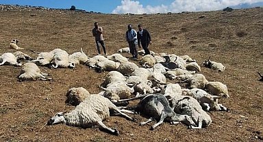 Tunceli'de sürüye yıldırım düştü: 58 koyun telef oldu