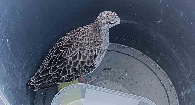 Türkiye'de nadir rastlanan kuş türü cami imamı tarafından yaralı bulundu