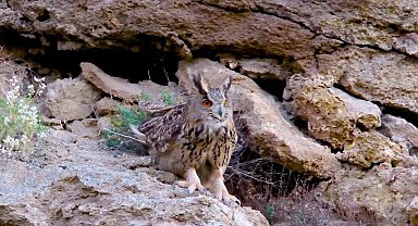 Türkiye'nin en cüsseli ve kamufle ustası baykuş türü Sivas'ta görüntülendi