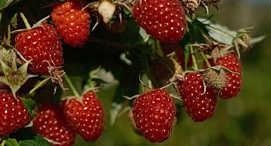 Türkiye'nin ihtiyacını Bursa'daki bu iki ilçe üretiyor