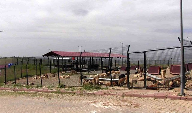 Türkiye'ye örnek model: Siirt'ten sokak hayvanları sorununa kalıcı çözüm
