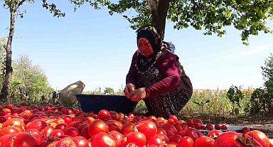Üç yıl ömürlü ev yapımı salçalar pişirilmeye başlandı