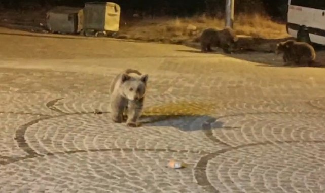 Uludağ'da gece yarısı ayı sürprizi