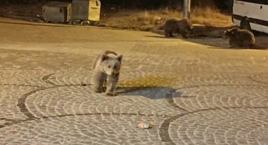 Uludağ'da gece yarısı ayı sürprizi