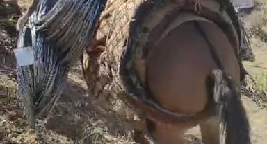 Uludere'de zorlu kaya ıslahı: Malzemeler katırlarla zirveye taşınıyor