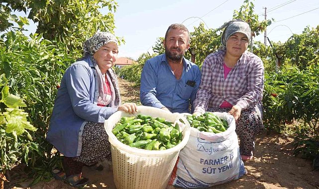 Ünlü Emcelli Biberi yok oluyor