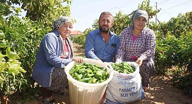 Ünlü Emcelli Biberi yok oluyor