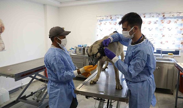 Uyuz tanısı konulan 50 köpek tedavi altına alındı