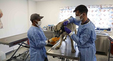 Uyuz tanısı konulan 50 köpek tedavi altına alındı