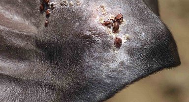 Uzmanı uyardı: "Sonbahar mevsimi kenelerle mücadele için oldukça önemli"