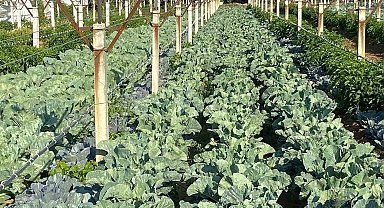 Üzüm bağında sebze üretimiyle çifte kazanç