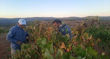 Üzümünü hasada kadar korumak isteyen çiftçinin sıfır maliyetli çözümü kuşları uzaklaştırıyor
