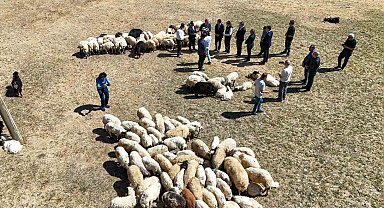 Vali Balcı: "Çiftçilerimize 240 bin koyun verdik"