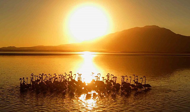 Van Gölü'nde gün batımıyla flamingoların güzelliği