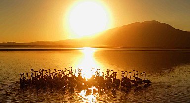 Van Gölü'nde gün batımıyla flamingoların güzelliği