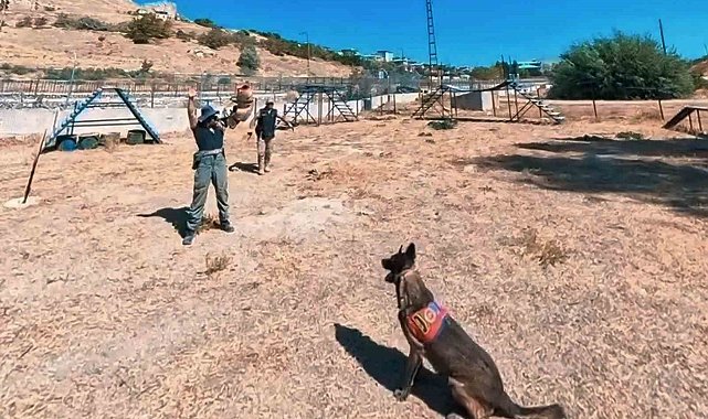 Van jandarmanın hassas burunlu can dostları parkurda ter döküyor