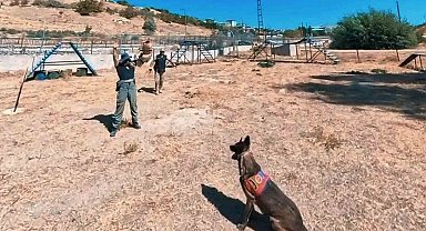 Van jandarmanın hassas burunlu can dostları parkurda ter döküyor