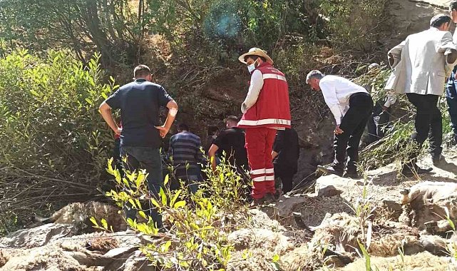 Van'da 334 koyun uçurumdan düşerek telef oldu