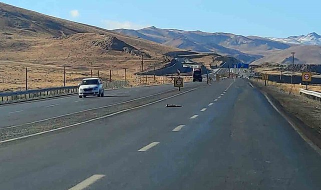 Van'da araçların çarptığı 2 tilki, 1 kartal ve 1 tavşan telef oldu