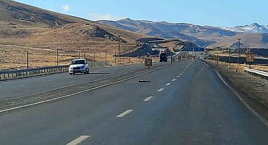 Van'da araçların çarptığı 2 tilki, 1 kartal ve 1 tavşan telef oldu