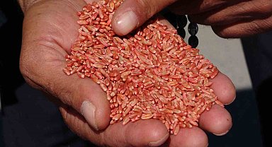 Van'da tarıma destek: 3 yılda 11 bin 322 ton tohum dağıtıldı