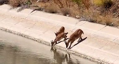 Yaban keçileri sulama kanalında su içerken görüntülendi