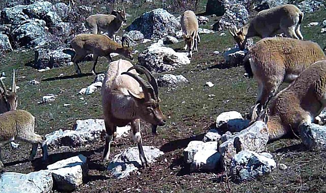 Yaban keçisi sürüsü fotokapanla görüntülendi